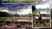 Petani Barugaya Menantang Kemarau_dn