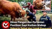 Dinas Pangan dan Pertanian Pastikan Sapi Kurban Wabup Sidoarjo Sehat dan Layak Konsumsi